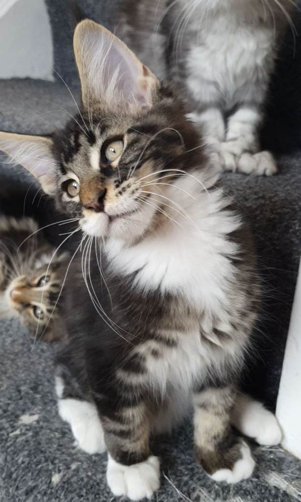 TICA reg pure maine coons