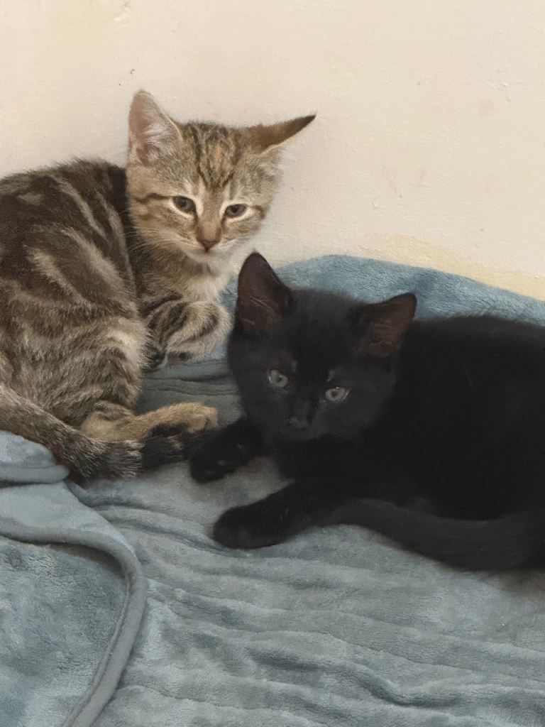 9 week black male kitten