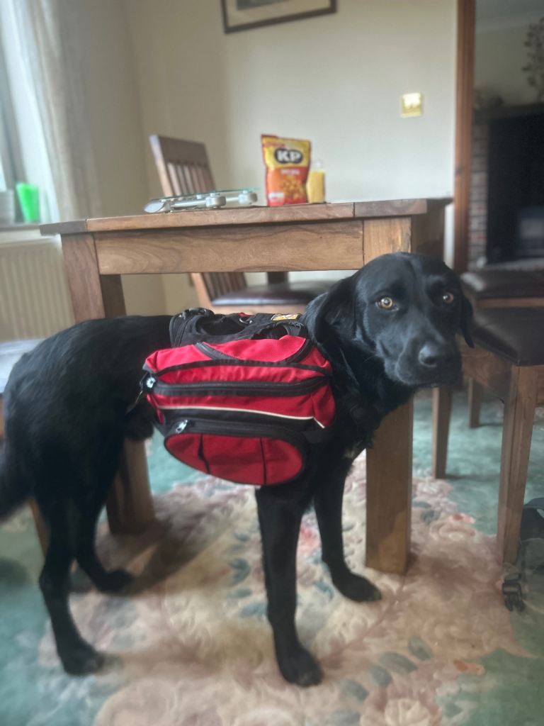 Ruffwear dog harness and paniers