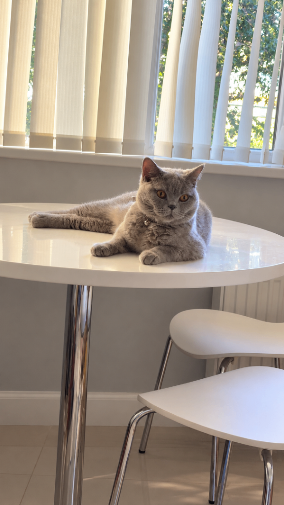 Lilac British Shorthair 