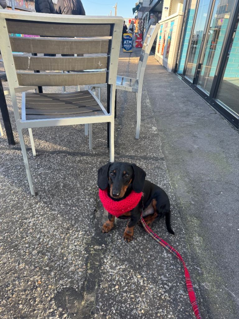 Mini dachshund for sale 