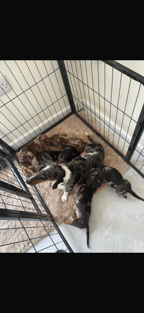 Dachshund miniature poppers for sale