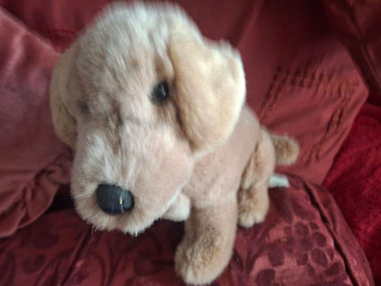 SITTING LABRADOR SOFT TOY  GUIDE DOGS.