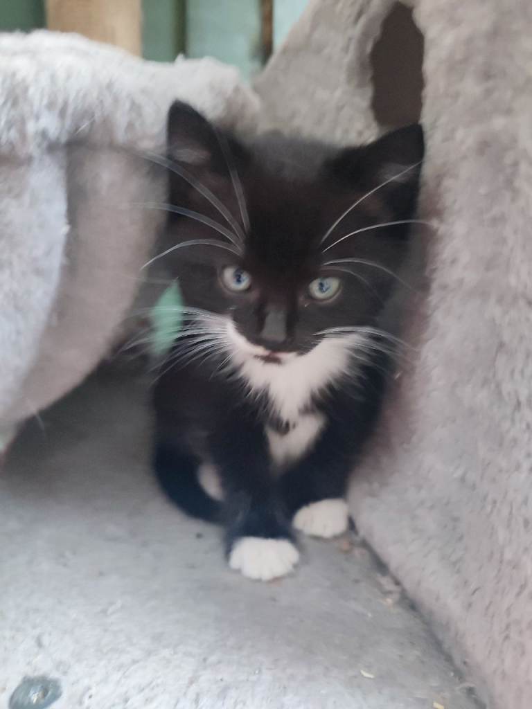 Adorable kittens
