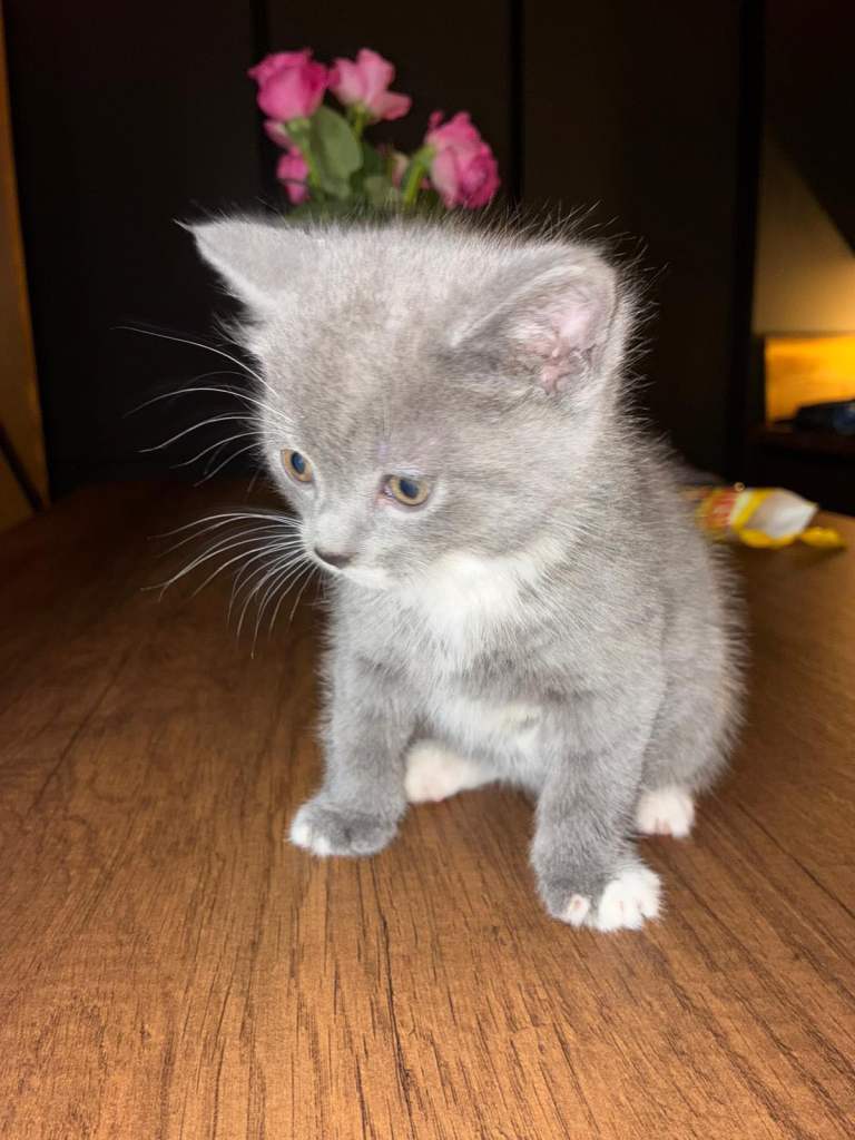 British Short Hair Kittens 