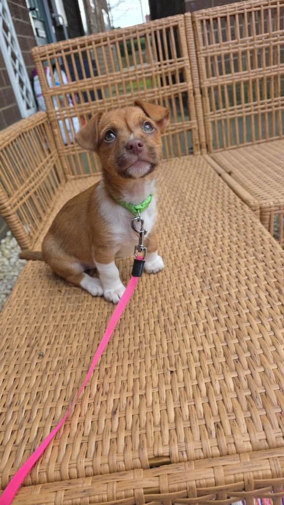 Beautiful 10-week-old Mini Dachshund x Jack Russell puppy looking for her forever home.