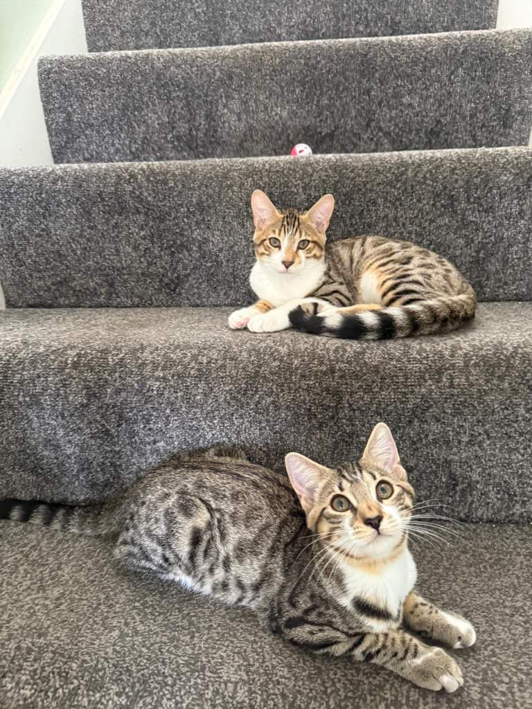 Male and female cats 