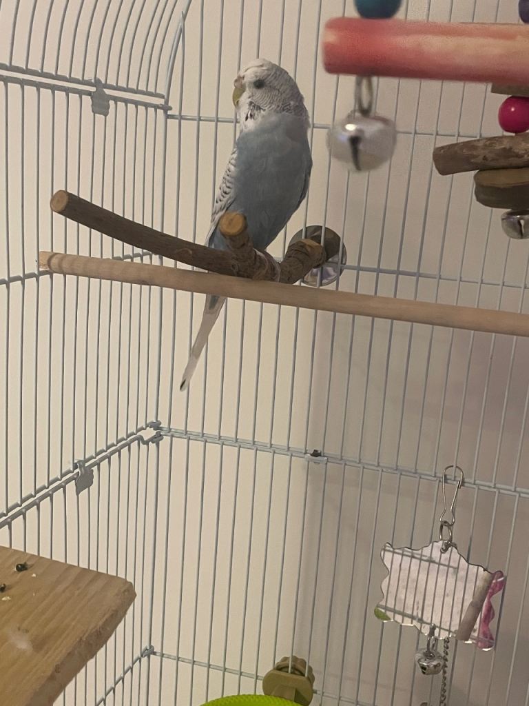 budgie and cage