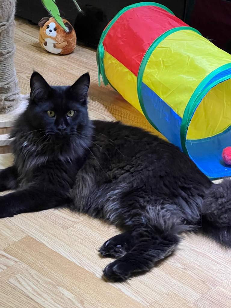 Gorgeous Black Smoke Purebred Maine Coon