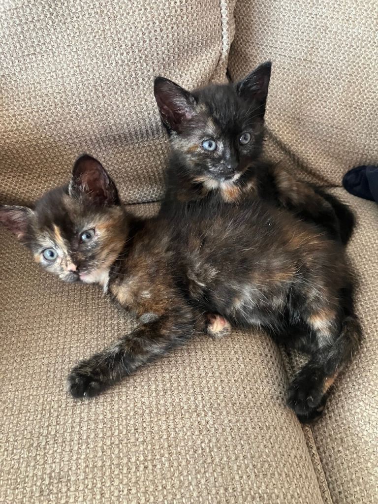 Kittens