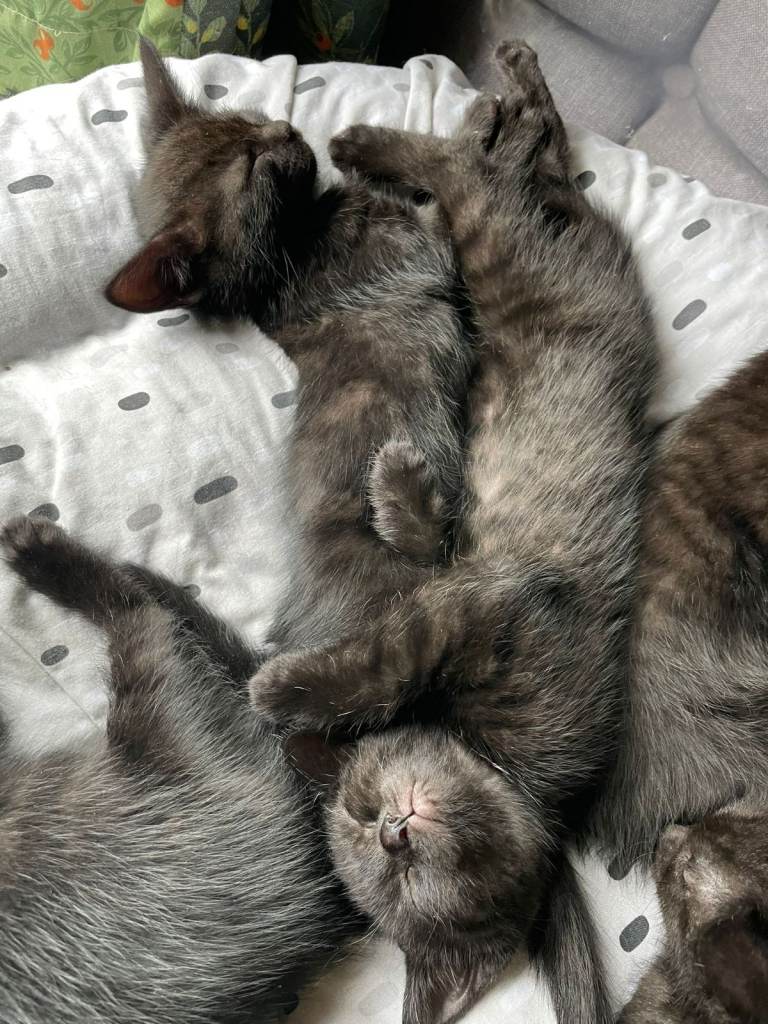 Four rascal kittens and one lady kitten available now 