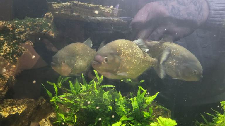 Red sea reefer 525xl with fish 