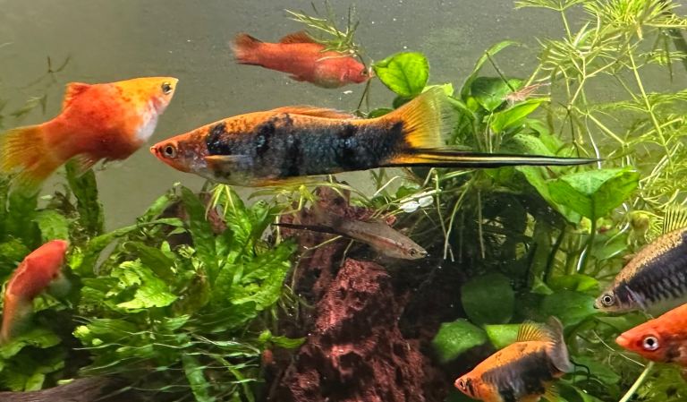 Bristlenose plecos/ cherry shrimp / swordtails