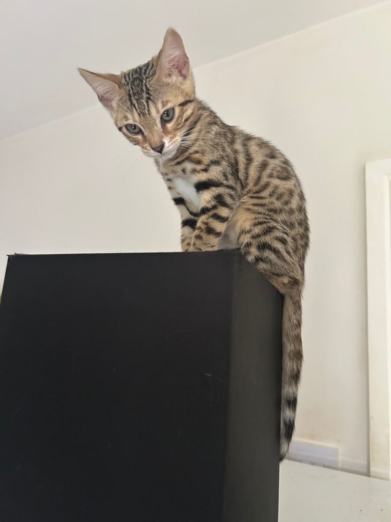 Female bengal kitten looking for a loving home