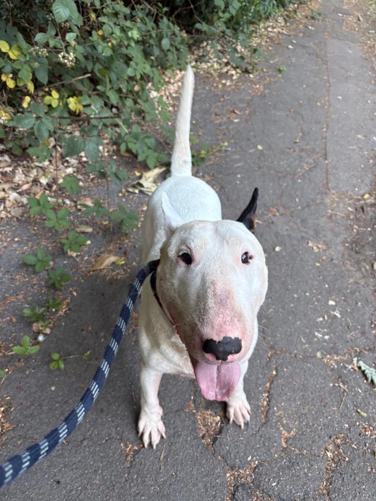 Stunning English bullterrier boy