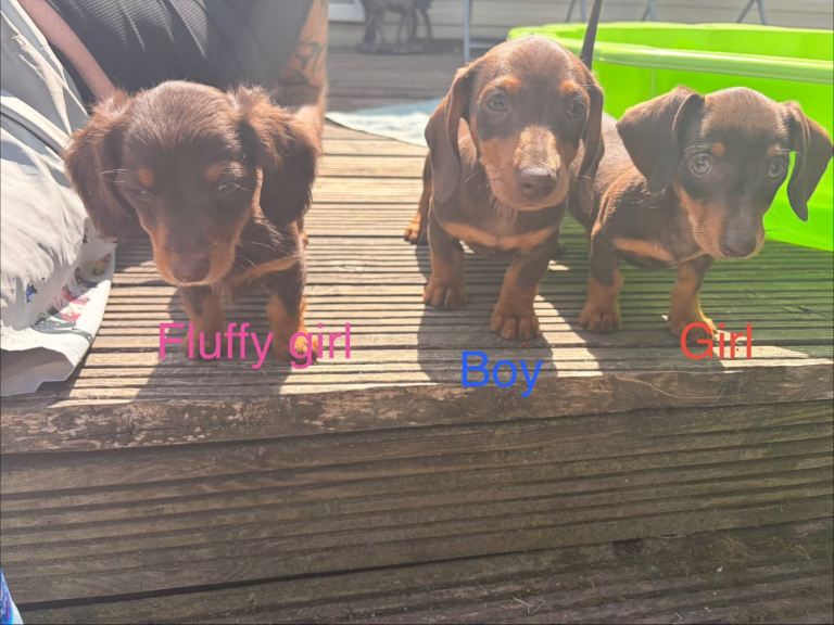 Choc and Tan Dachshund Ready Now!! 