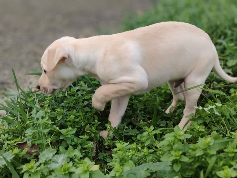 8 week puppy patterdale terrier