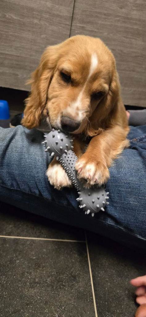 Cocker Spaniel 6 months old