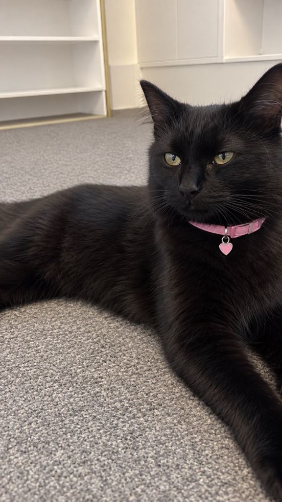 Domestic longhair kitten/cat