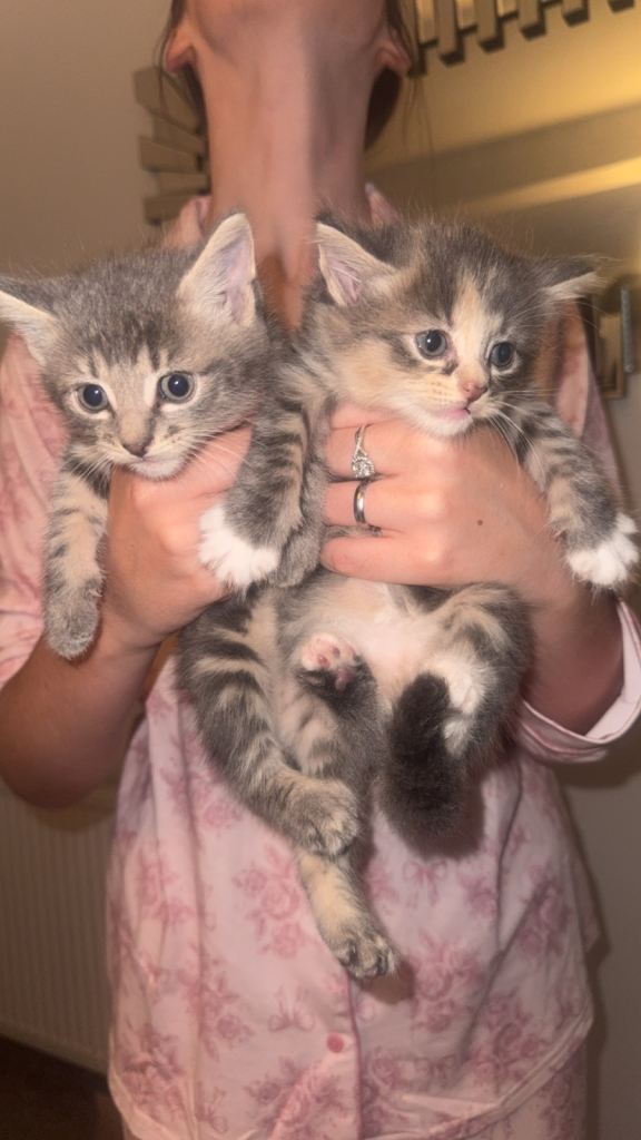 3 beautiful kittens for sale