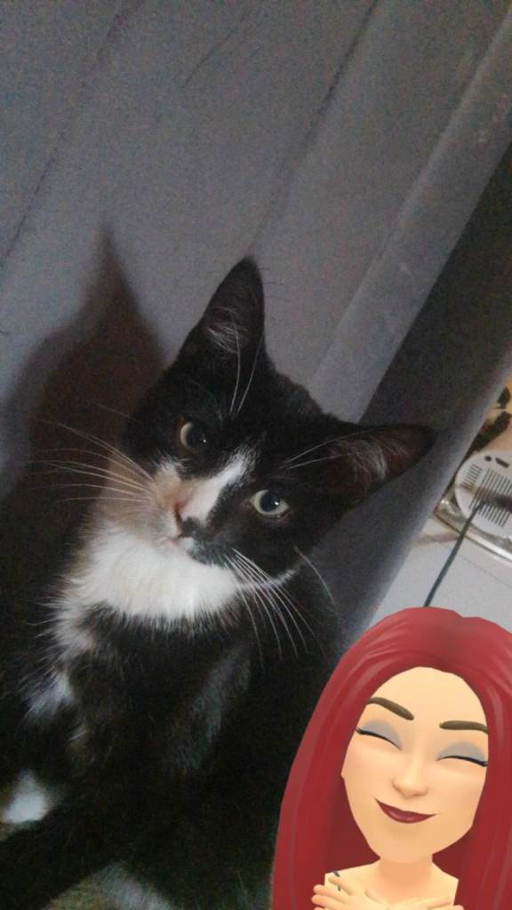  beautiful short haired domestic kittens