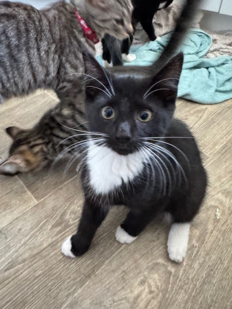 Maine coon cross