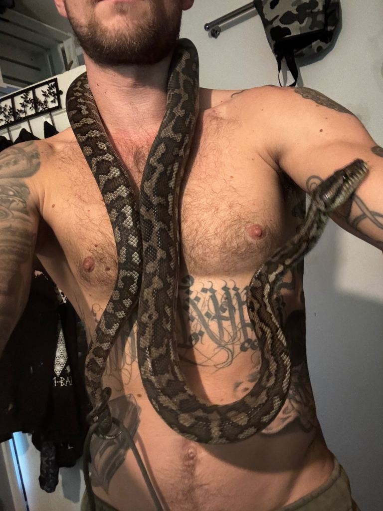 Male Darwin’s carpet python - tame 