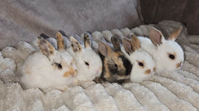 Baby Rabbits. (READY TO LEAVE)