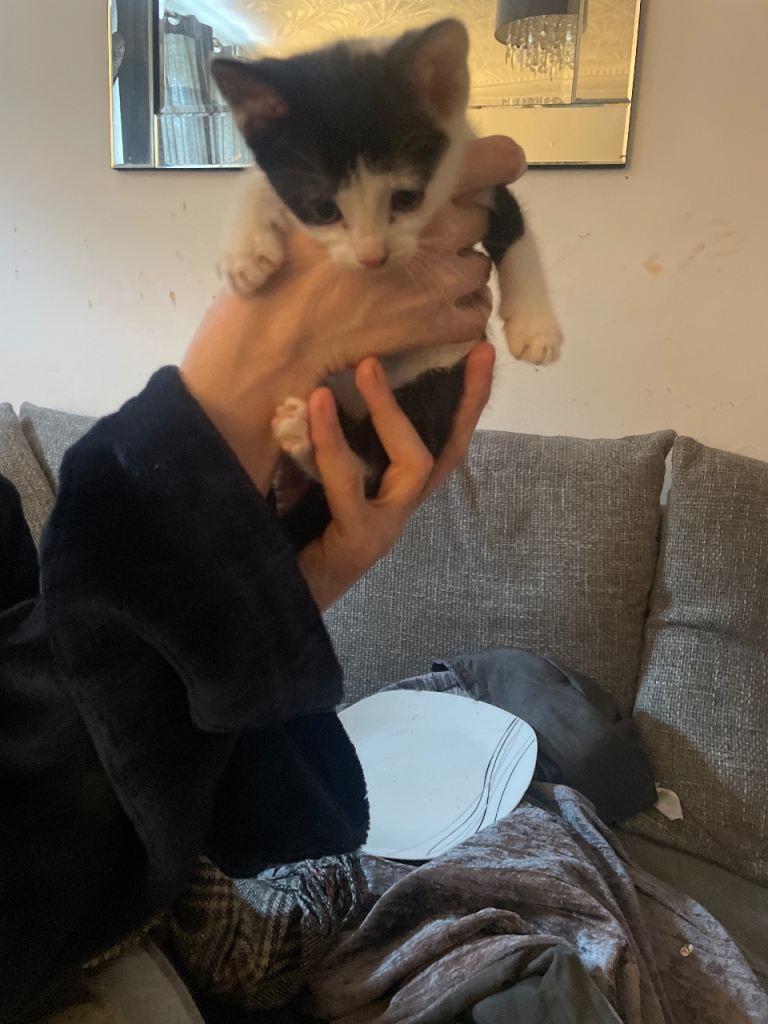 Mixed Litter 4 kittens 