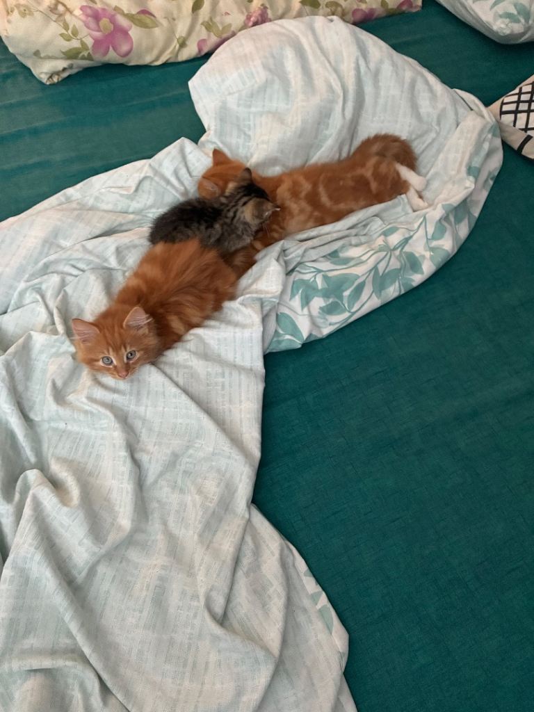 Kitten 