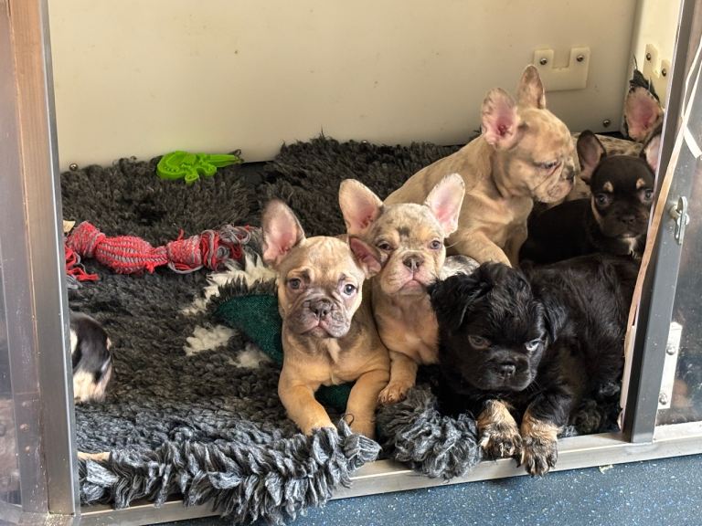 French bulldog puppies for sale