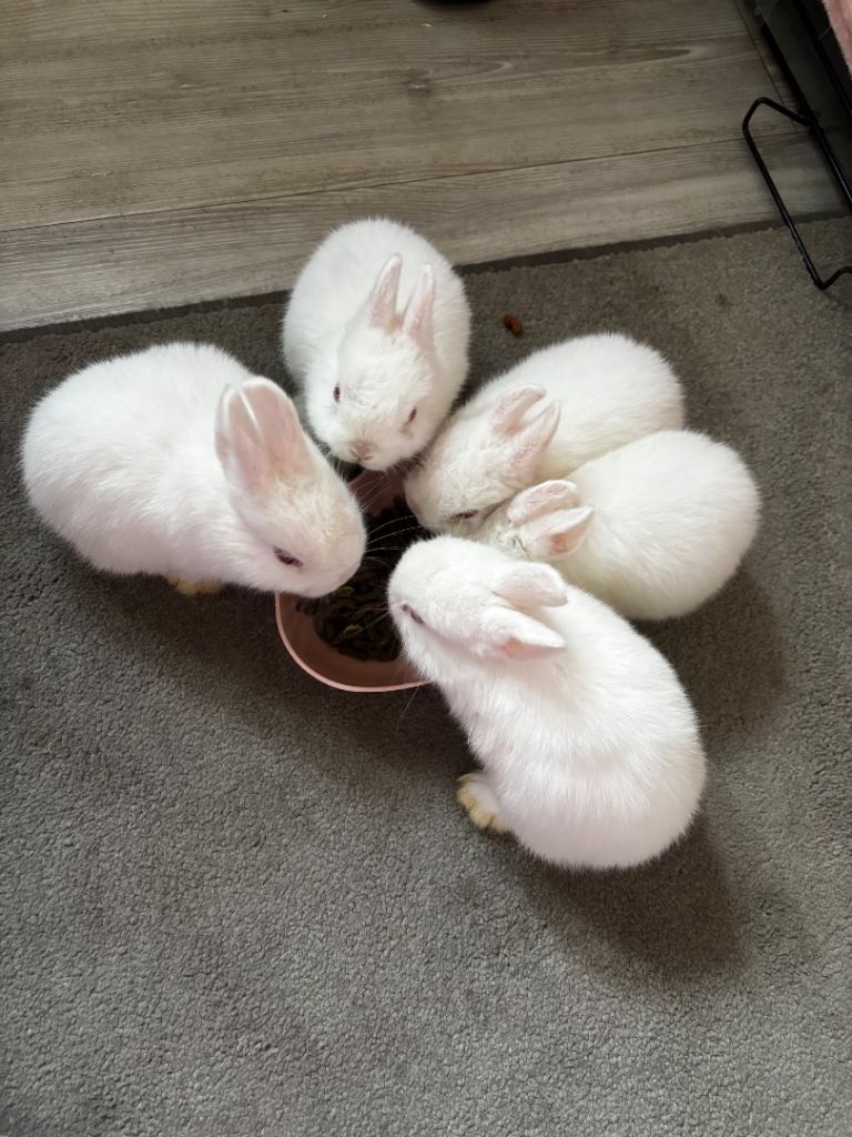 6 weeks old ~ 5 baby bunnies!!!