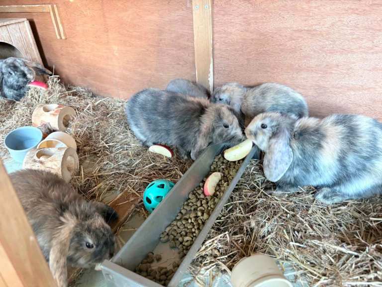 Harlequin mini lops