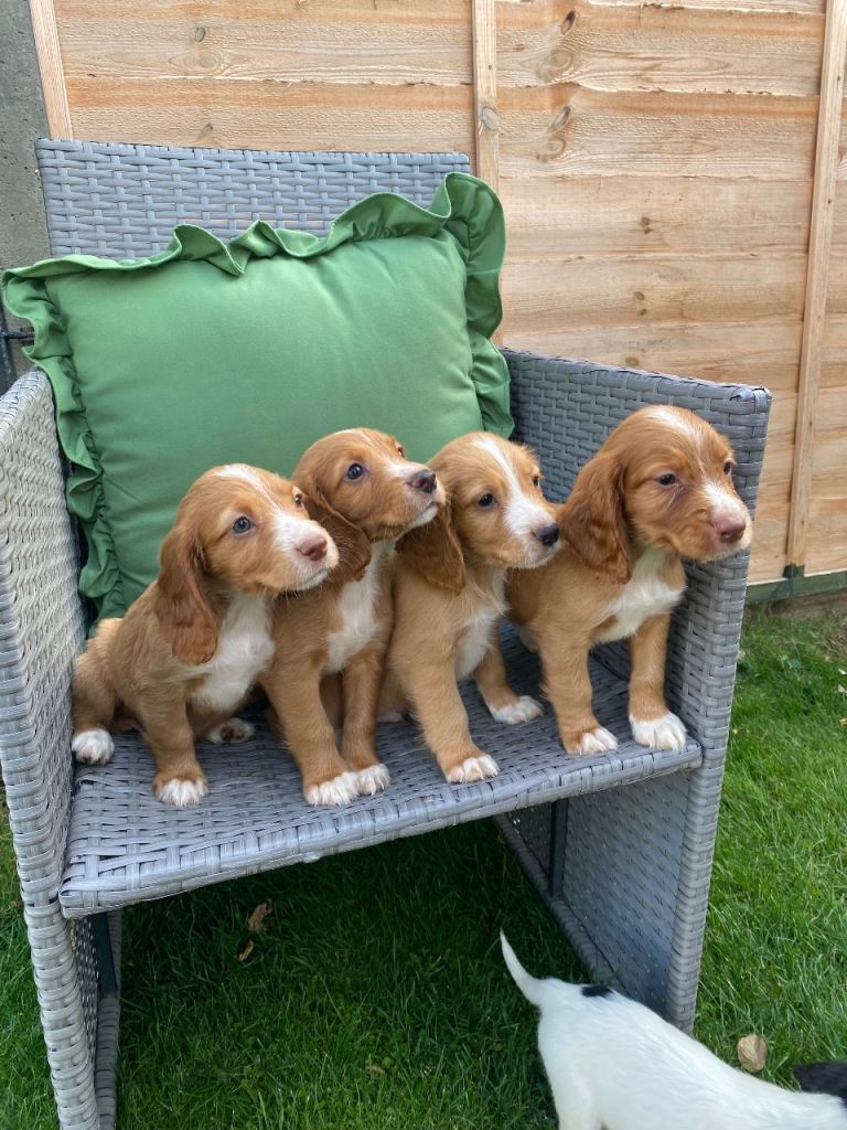 Cocker spaniel puppies 