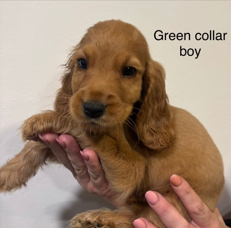 Cocker spaniel puppies 