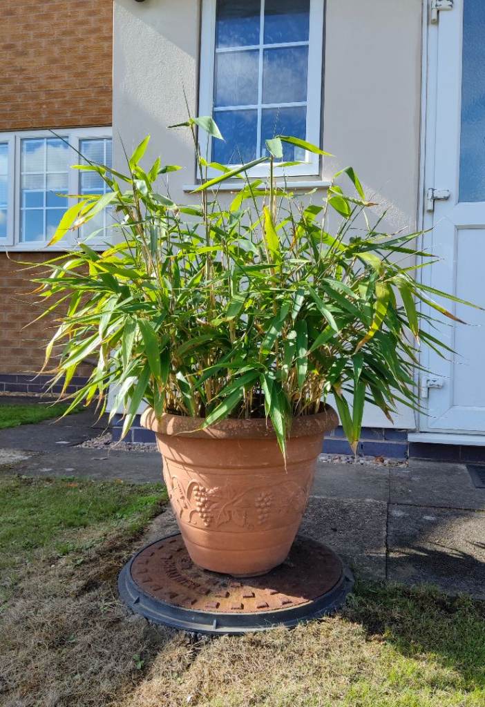 Mature Potted Bamboo Plant – Healthy, Green Foliage