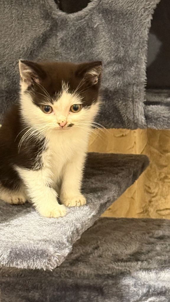 Charming Kittens Looking for Loving Homes! 🐾