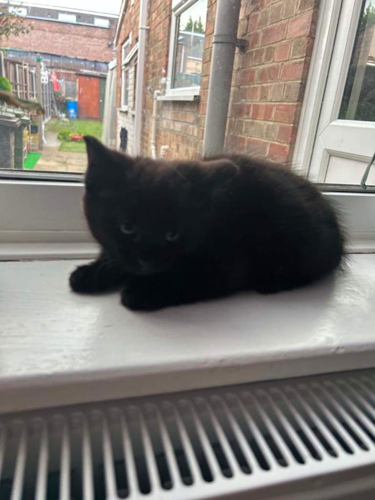 5 kittens for sale