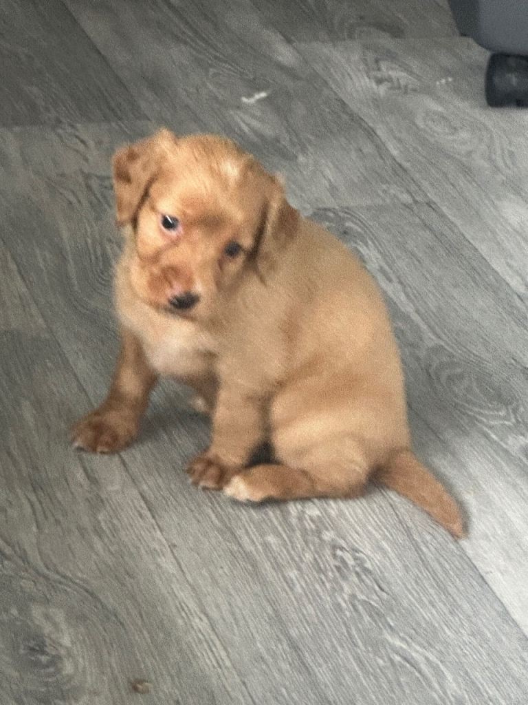 Cocker Spaniel puppies