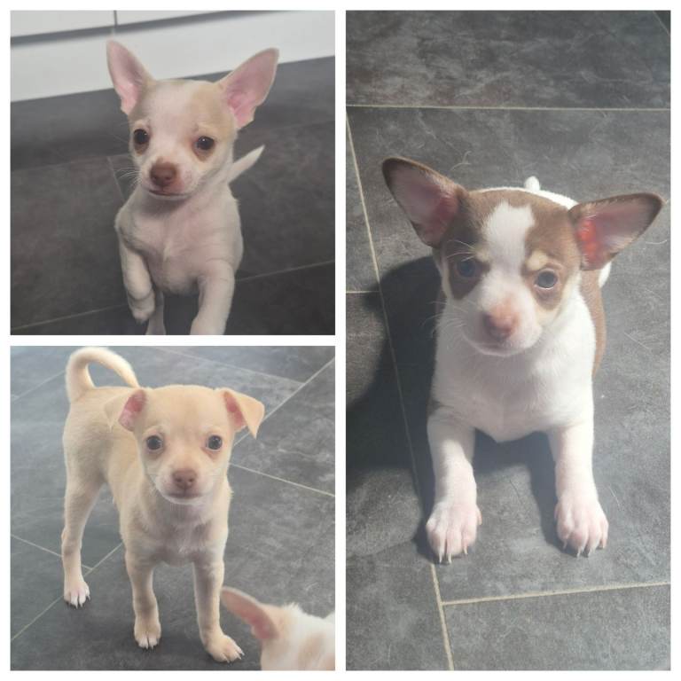 3 chihuahua puppies