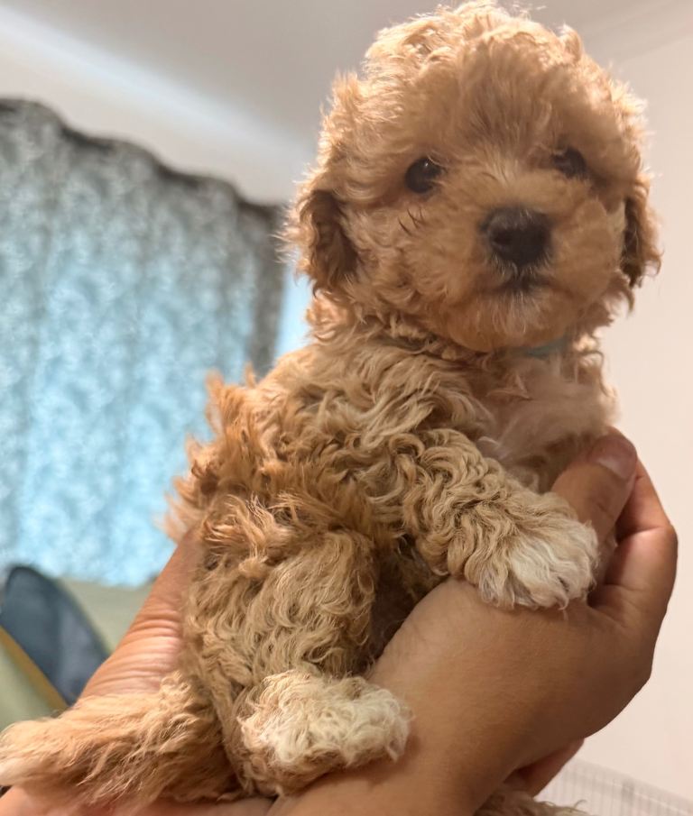 Maltipoo puppy 
