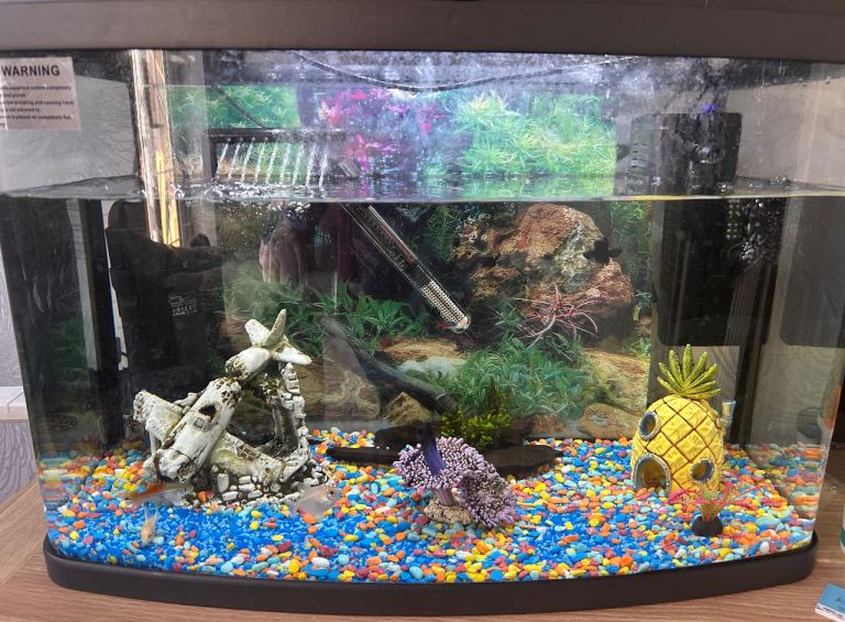 Fish and Fish Tank
