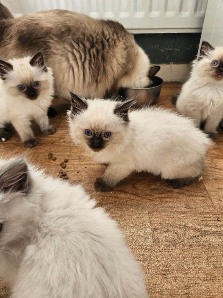Ragdoll kittens 