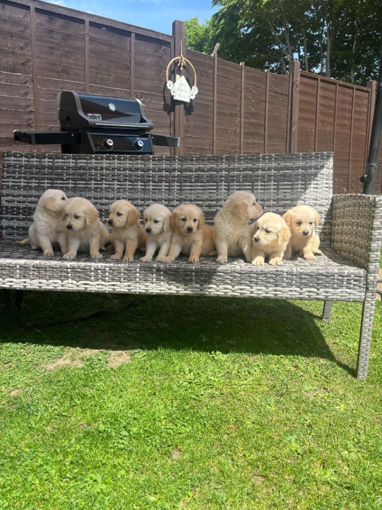 Golden retriever puppies * 1 boy available *