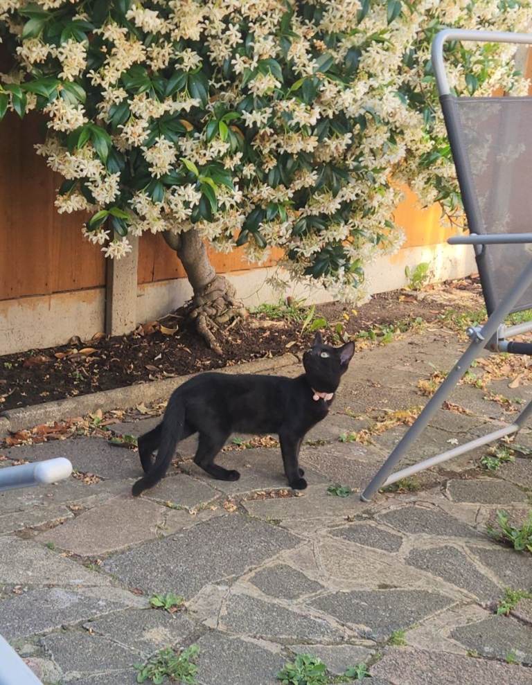 1 beautiful female kitten for sale 