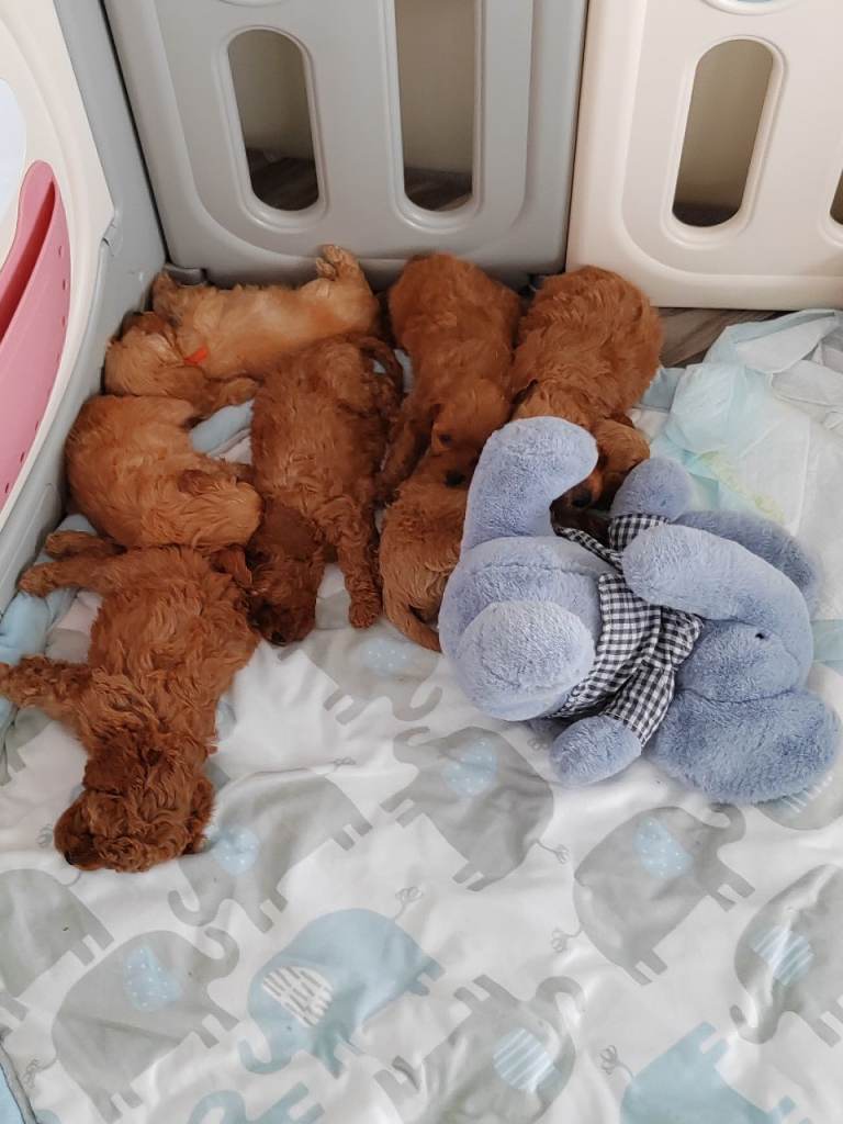  CAVAPOO PUPPIES DNA HEALTH TESTED PARENTS/GRANDPARENTS LICENCED BREEDER 