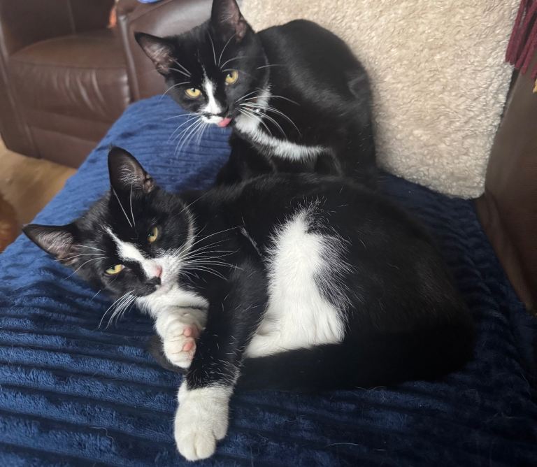 Two  9 month old kittens