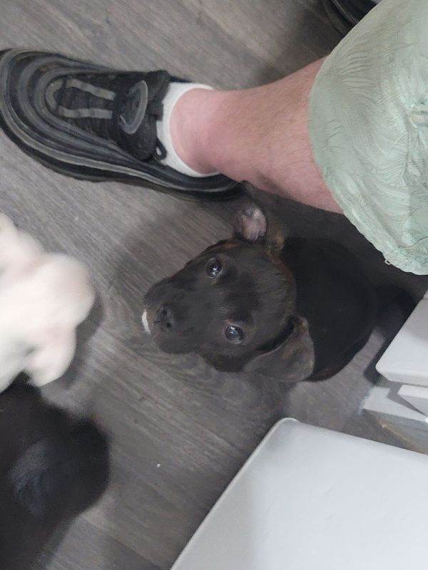 Puppies ready for there forever home. 