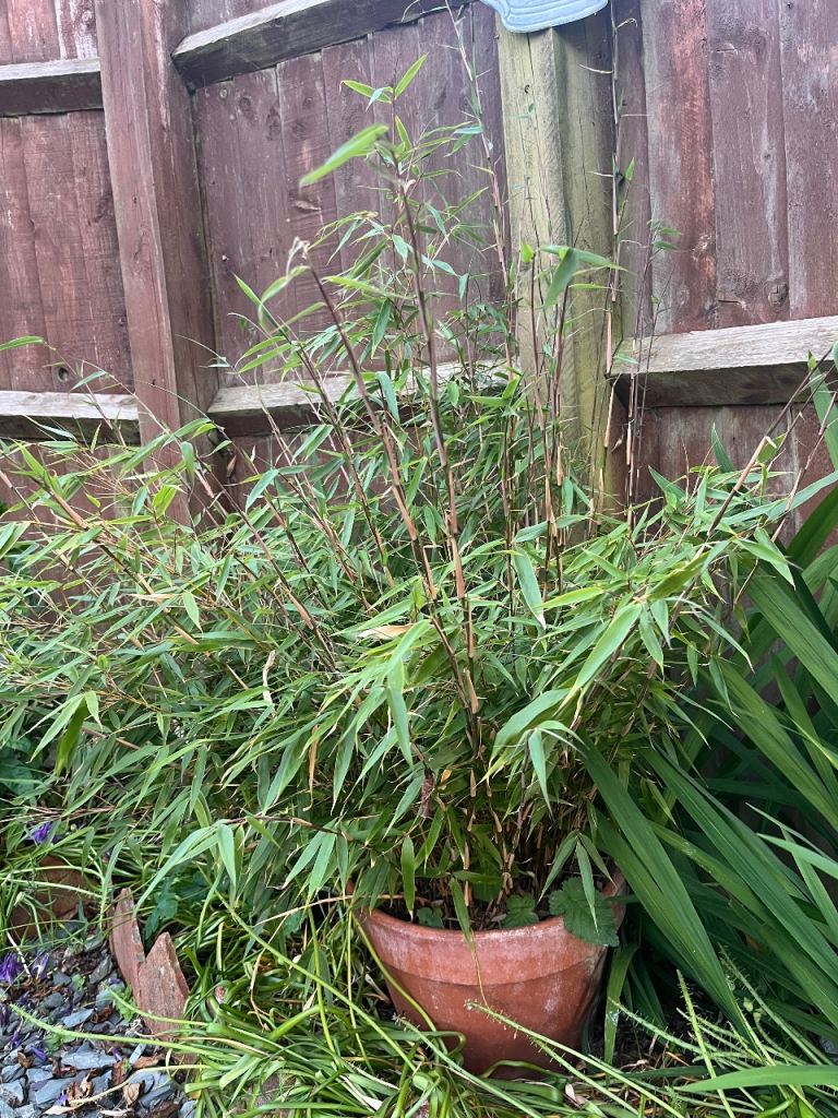 Large Bamboo Plant in Large Terracotta Pot