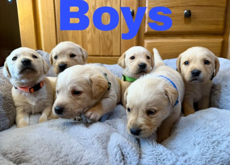 Lovely Purebred Labrador Puppies